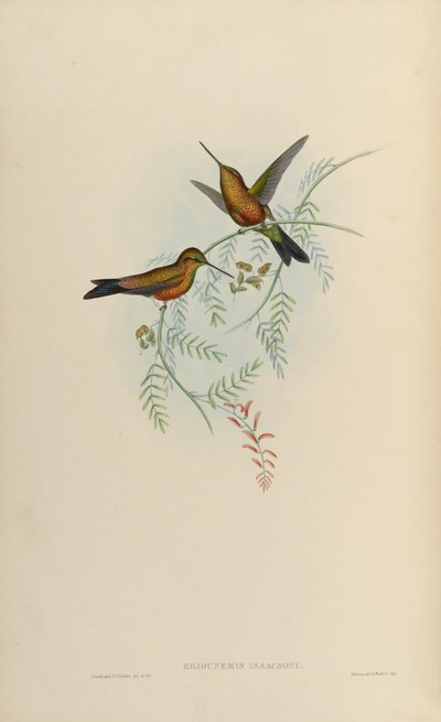 Eriocnemis isaacsoni by John Gould